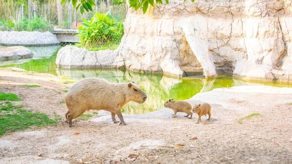 Photos: Capybara pups debut at Houston Zoo