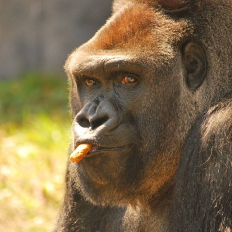 Lash the silverback gorilla
