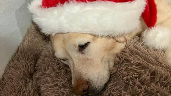 A Merry Christmas ‘pup-date’ from The Jacksonville Humane Society