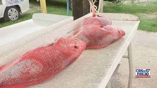 Clock is ticking for anglers looking to catch a red snapper as 2-day season starts