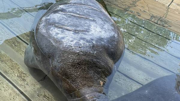 Manatee injured in Brunswick’s East River boating accident dies at Jacksonville Zoo