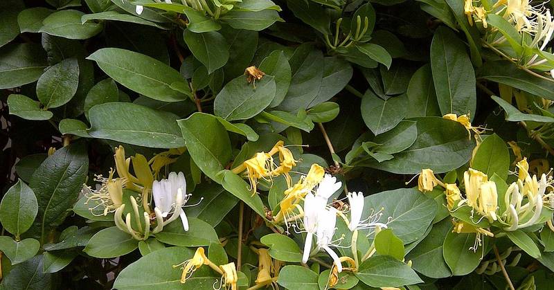 The Japanese Honeysuckle is one of many invasive plant species to Northeast Florida.