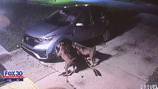 Video shows pair of aggressive dogs tear through a car to get to a cat inside