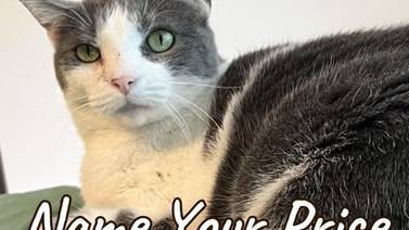 Jacksonville Humane Society holding Name Your Price adoption event