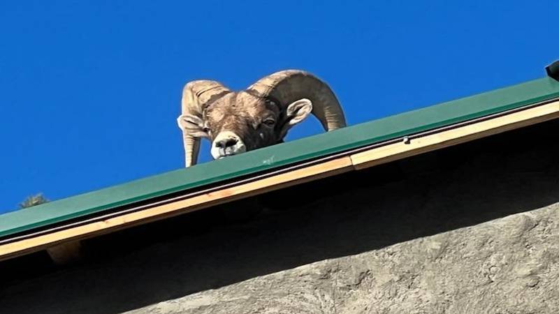 It was unclear how the animal got onto the roof.