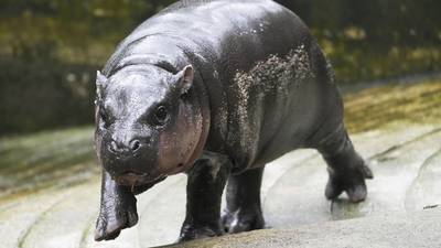 Pygmy hippo Moo Deng is so adored she may get her own patent