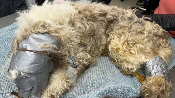 Animal shelter rescues dog wrapped in duct tape, thrown into dumpster