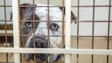 North Carolina animal shelter mistakenly euthanizes dog