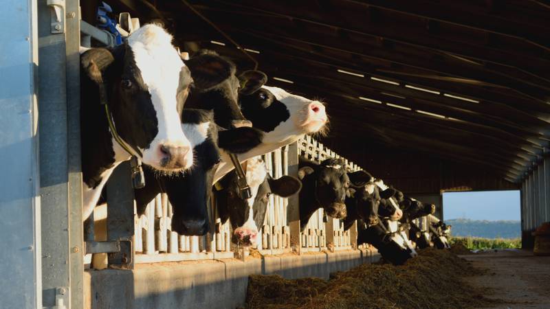 The Centers for Disease Control and Prevention on Wednesday reported the second human case of the bird flu associated with dairy cows.
