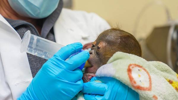 Florida zoo welcomes baby orangutan