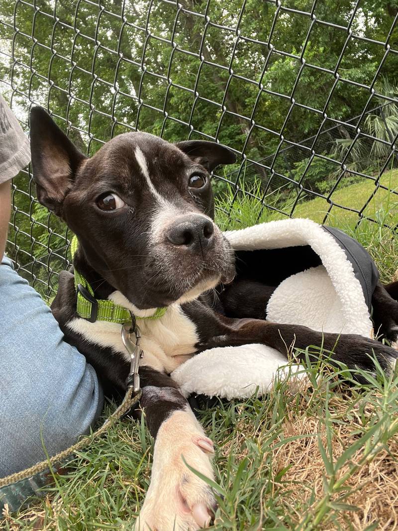 Arnold has made a miraculous recovery and is waiting for a forever home at the Jacksonville Humane Society. Come visit today.