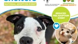 Jacksonville Humane Society reducing adoption fees through May 15