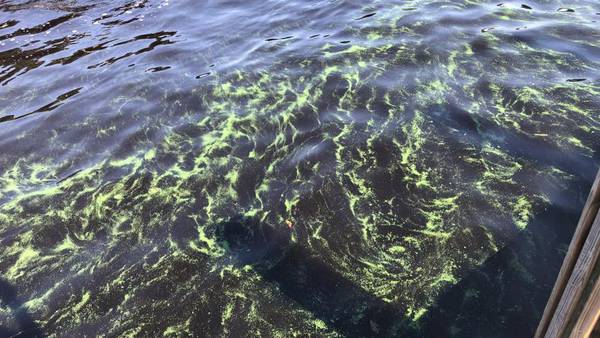 Health officials issue blue-green algae bloom alert for Clay County