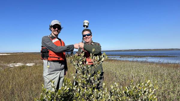 UNF biologist discovers mangrove trees in Georgia, farthest north they’ve ever been recorded