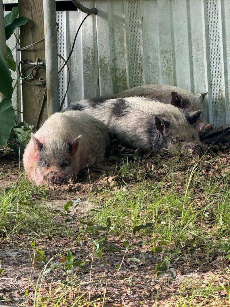 Several pot bellied pigs were found in Columbia County.