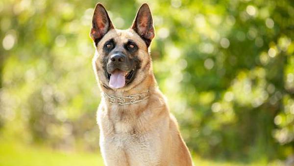 Sheriff: Retired K-9 Vader from Baker County has passed
