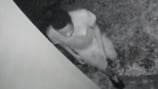 Jacksonville police search for suspect in a series of Westside burglaries