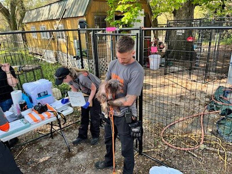 Union County Sheriff’s Office and ASPCA, partnering to remove mistreated dogs – primarily Great Danes – after they were observed living in extremely unsanitary conditions.