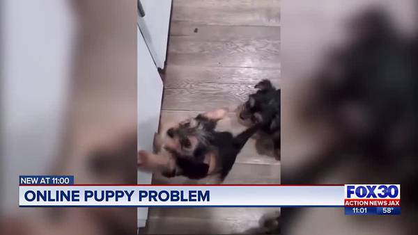 Puppy problem: St. Johns County mother at center of online scam after Facebook account gets hacked