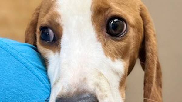 Nassau Humane Society welcomes 10 beagles from national relocation effort 