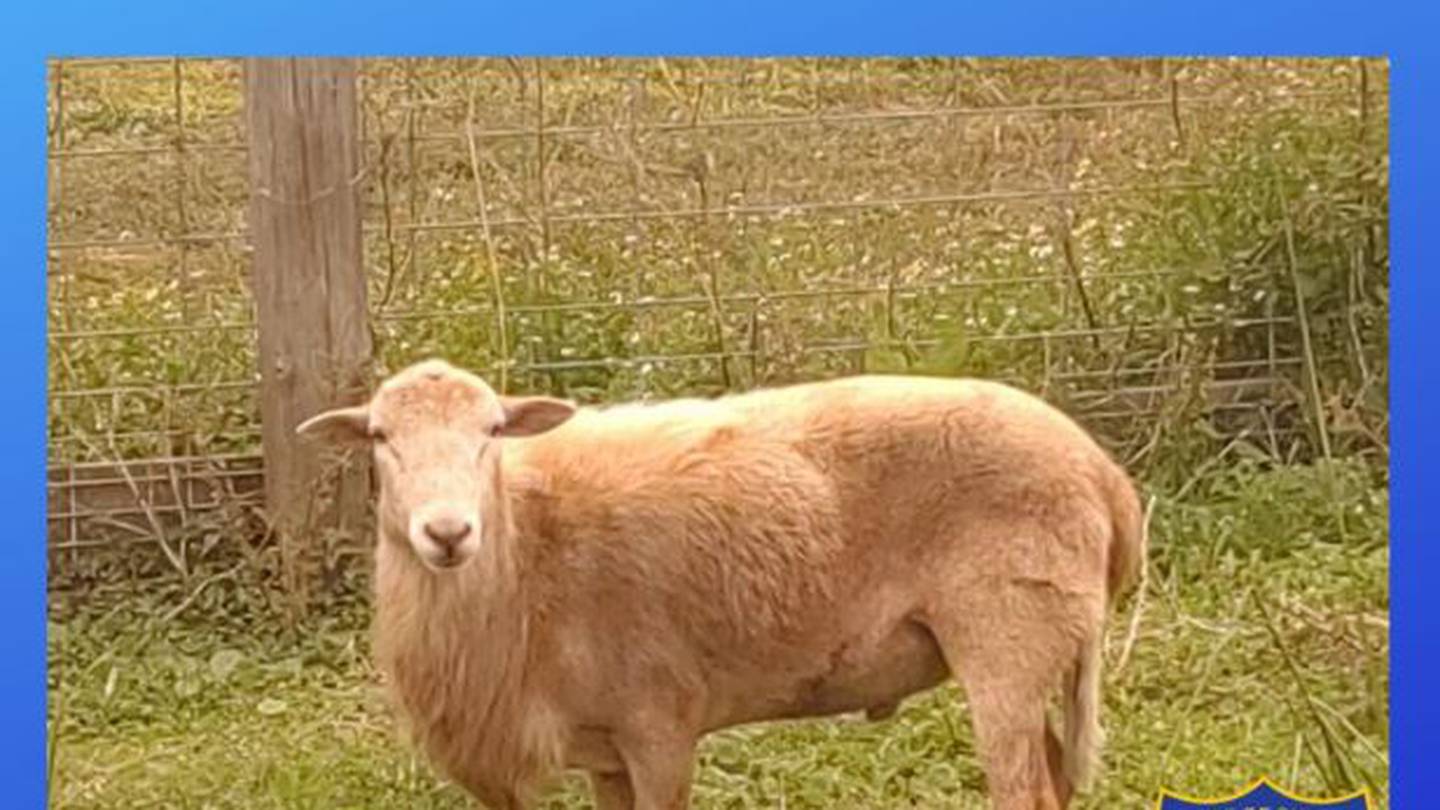 Secret Cove: Jacksonville Sheriff's Office searching for owner(s) of  missing sheep – Action News Jax