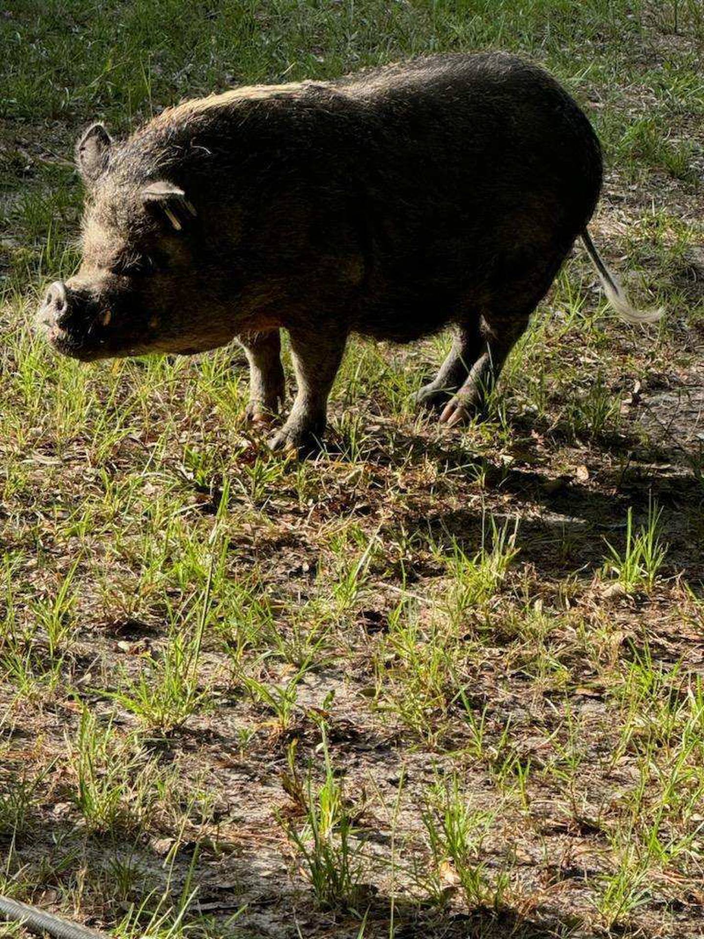 The pit bellied pigs were found in the area of O'leno State Park and deputies are looking for their owner.