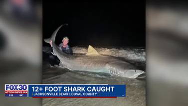 Local fishermen reel in whopping 12-foot long Tiger shark in Jacksonville Beach waters