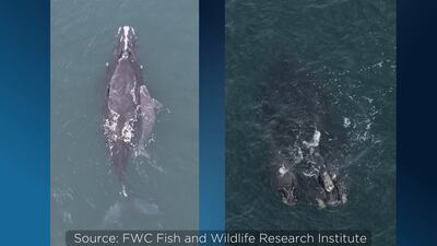 2 more right whale calves spotted off Florida coast
