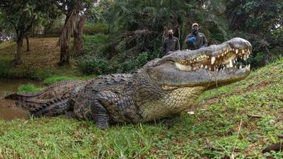 Photos: Henry, the world's oldest captive Nile crocodile 