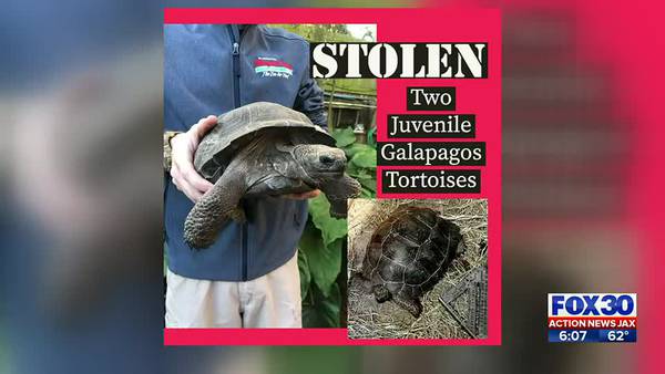‘Grand Theft Tortoise:’ St. Augustine Alligator Farm says two endangered tortoises stolen from park