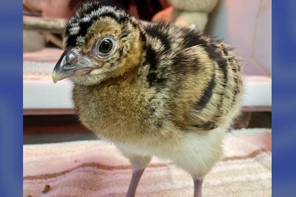 National Zoo announces hatching of 2 endangered blue-billed curassows