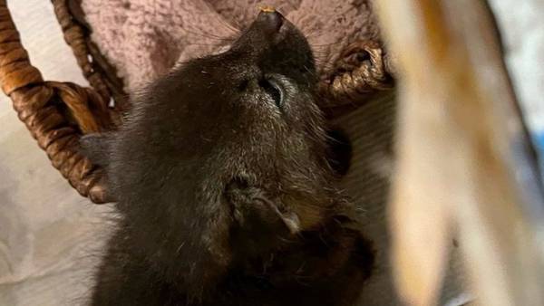 Kit for cat? California woman mistakes young fox for kitten