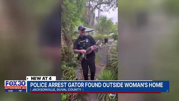 JSO officers, trapper help capture gator outside home of 104-year-old woman 