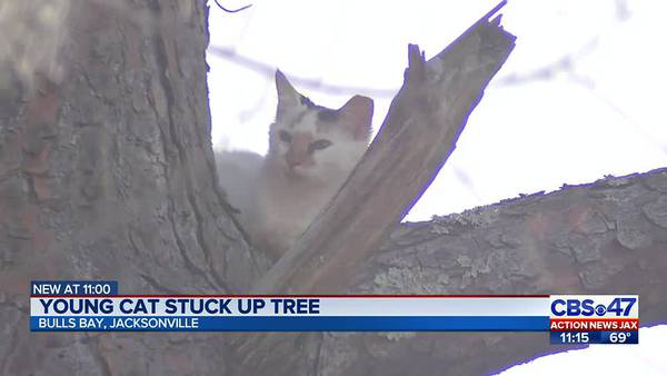 Jacksonville woman pleads for help to get her cat down from 50-foot tree; cat comes down on its own