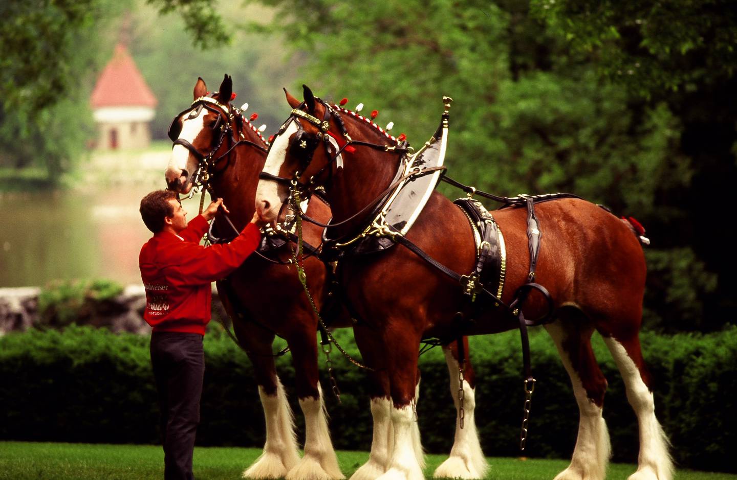 Two of the famous Budweiser Clydesdales. The Clydesdale horses used for promotions and commercials by the Anheuser-Busch Brewing Company.