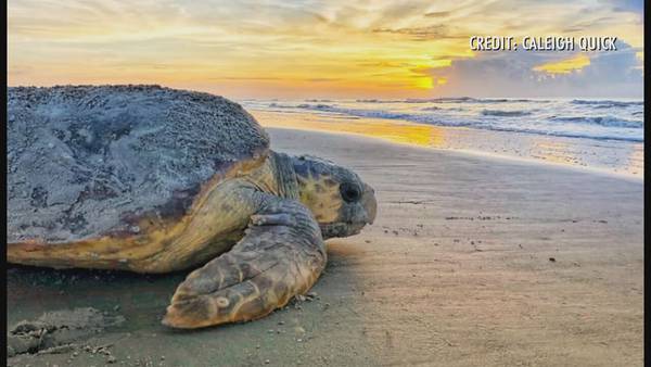Georgia loggerhead sea turtle nesting season officially underway; Three islands report first nests