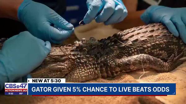 Gator given 5% chance to live beats odds