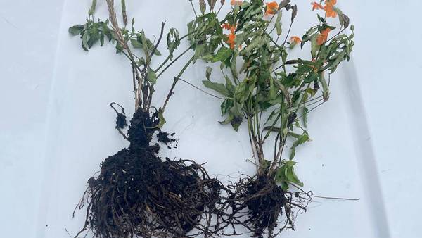 Clay deputies find Middleburg Dreamette ‘flower bandit’: Stolen blooms recovered  