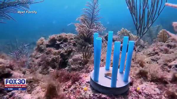 Straws to save coral reefs