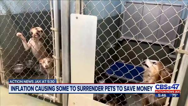 Inflation causing some to surrender pets to save money