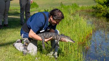 Jekyll Island gator ‘Captain Hook’ rescued after being hit by car is released back into the wild