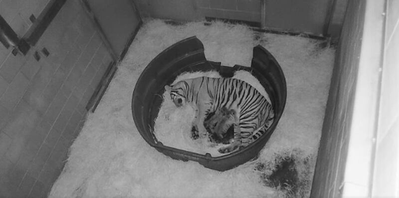 Zoo members now have the opportunity to view Cinta the Malayan tiger and her three cubs on LIVE stream.