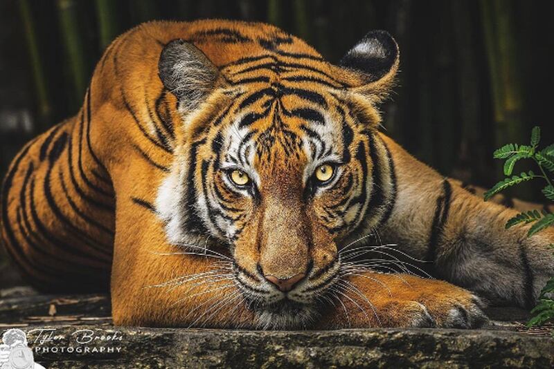 The Jacksonville Zoo and Gardens has announced that one of the Malayan tigers, Cinta, is expecting two cubs.