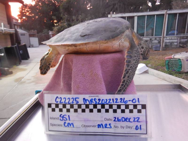 Cold stunned sea turtle rescued on St. Simons Island
