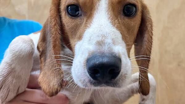 Photos: Beagles rescued from mass breeding facility in Virginia arrive at Nassau Humane Society