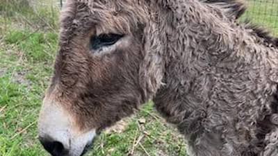Help find donkey’s owner in Columbia County