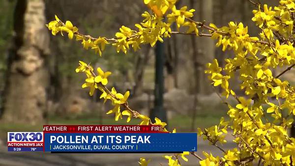 Itchy eyes, runny nose and your car never saying clean: It’s pollen season in the South