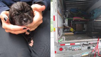 ‘Deplorable conditions’: 17 animals ‘on the brink of death’ rescued from Florida U-Haul truck