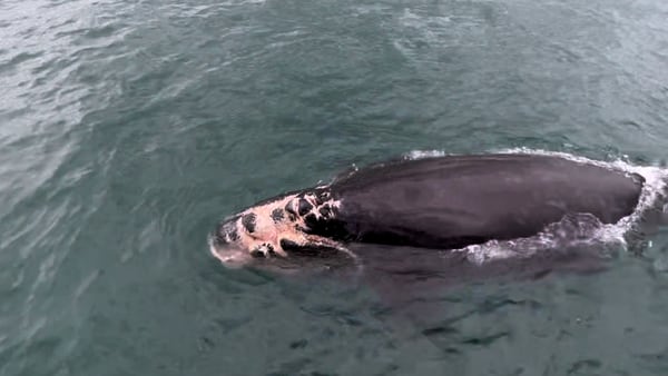 Seriously injured right whale calf spotted off the coast of South Carolina, GA DNR urging caution