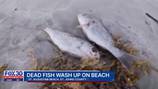St. Augustine shoreline is covered with a trail of dead fish
